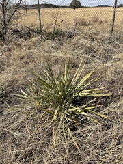 Yucca pallida