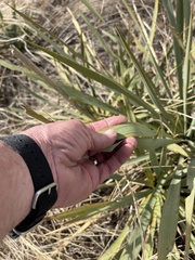 Yucca pallida