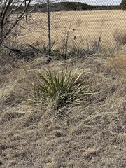 Yucca pallida