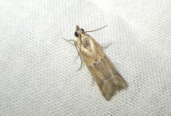 Ancylosis cinnamomella