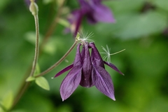 Aquilegia atrovinosa