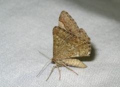 Isturgia murinaria