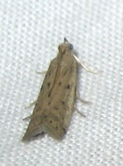 Homoeosoma nebulella