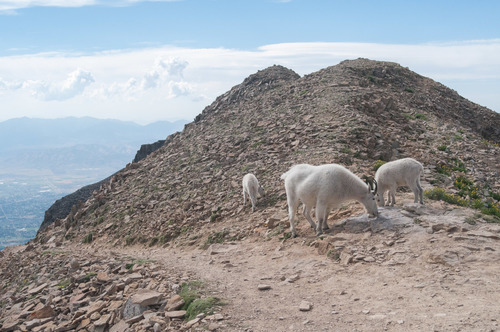 Mountain Goat photographed in Utah