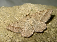 Isturgia murinaria