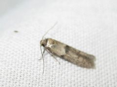 Blastobasis sardinica