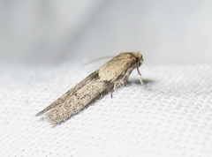 Blastobasis sardinica