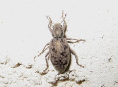 Cycloderes canescens