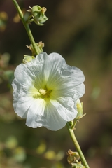 Alcea nudiflora
