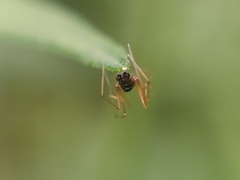 Araneomorphae