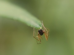 Araneomorphae
