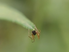 Araneomorphae