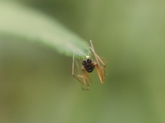 Araneomorphae