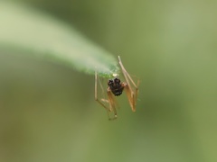 Araneomorphae