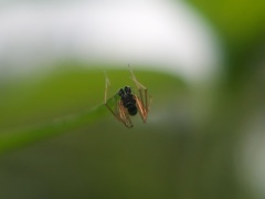 Araneomorphae