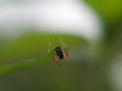 Araneomorphae
