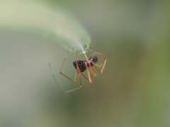Araneomorphae