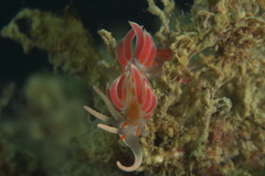 Facelina rubrovittata