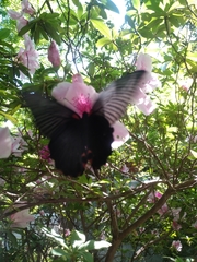 Papilio memnon thunbergii