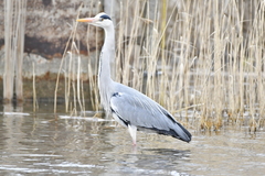Ardea cinerea