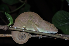 Furcifer polleni