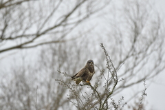 Buteo buteo