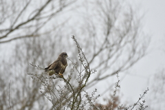 Buteo buteo
