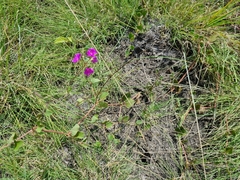 Commicarpus pentandrus