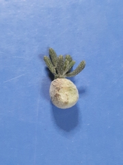 Santolina semidentata