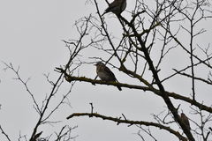 Turdus pilaris