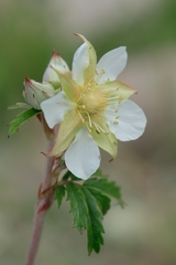 Farinopsis salesoviana