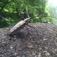 Batocera lineolata