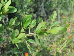 Diospyros lycioides lycioides
