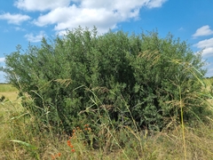 Diospyros lycioides lycioides