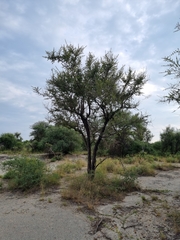 Combretum hereroense