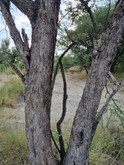 Combretum hereroense