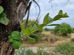 Combretum hereroense