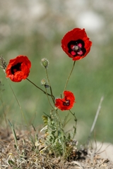 Papaver pavoninum