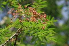 Sorbus tianschanica