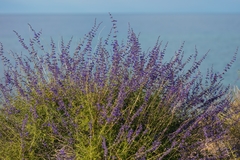 Salvia abrotanoides