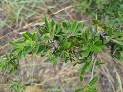 Diospyros lycioides lycioides