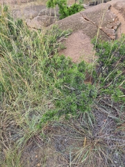 Diospyros lycioides lycioides