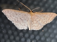 Idaea philocosma