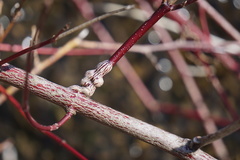 Neolasioptera cornicola