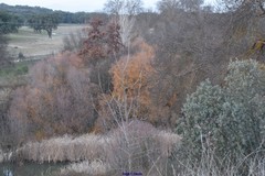 Alnus lusitanica