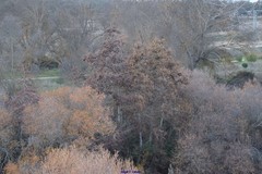 Alnus lusitanica