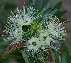 Xanthostemon verticillatus