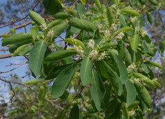 Terminalia porphyrocarpa