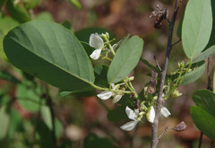 Dendrolobium arbuscula