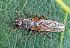 Spaziphora hydromyzina